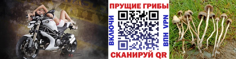 Псилоцибиновые грибы прущие грибы  как найти   Кстово 